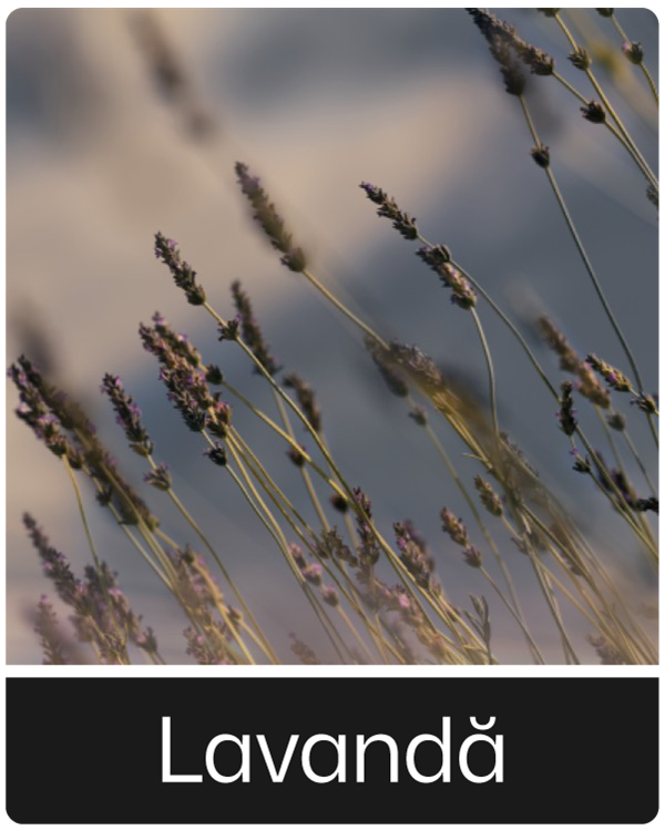 Lavanda