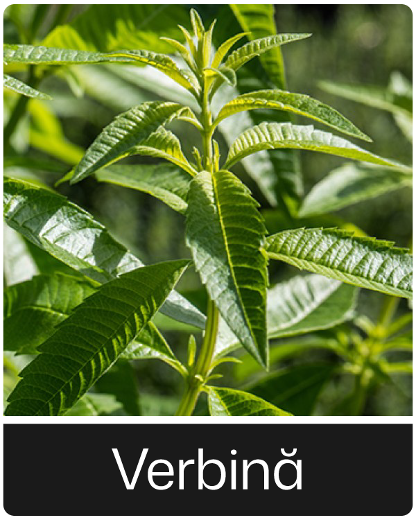Verbina