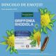 Griffonia Rhodiola Phyto, 20 fiole x 10 ml, Santarome 590137